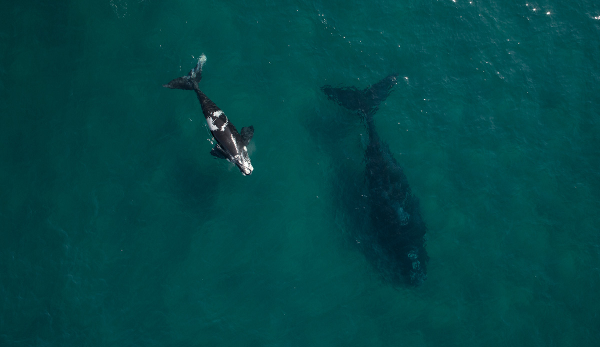 After working with my helicam for a couple of years, I finally had the skills to take the machine onto my boat and photograph over the ocean.
This image is of a newborn Southern Right Whale. It inspired me to keep working on the aerial side of my photography. Photo: <a href=\"https://craigparryphotography.com/\">Craig Parry</a>