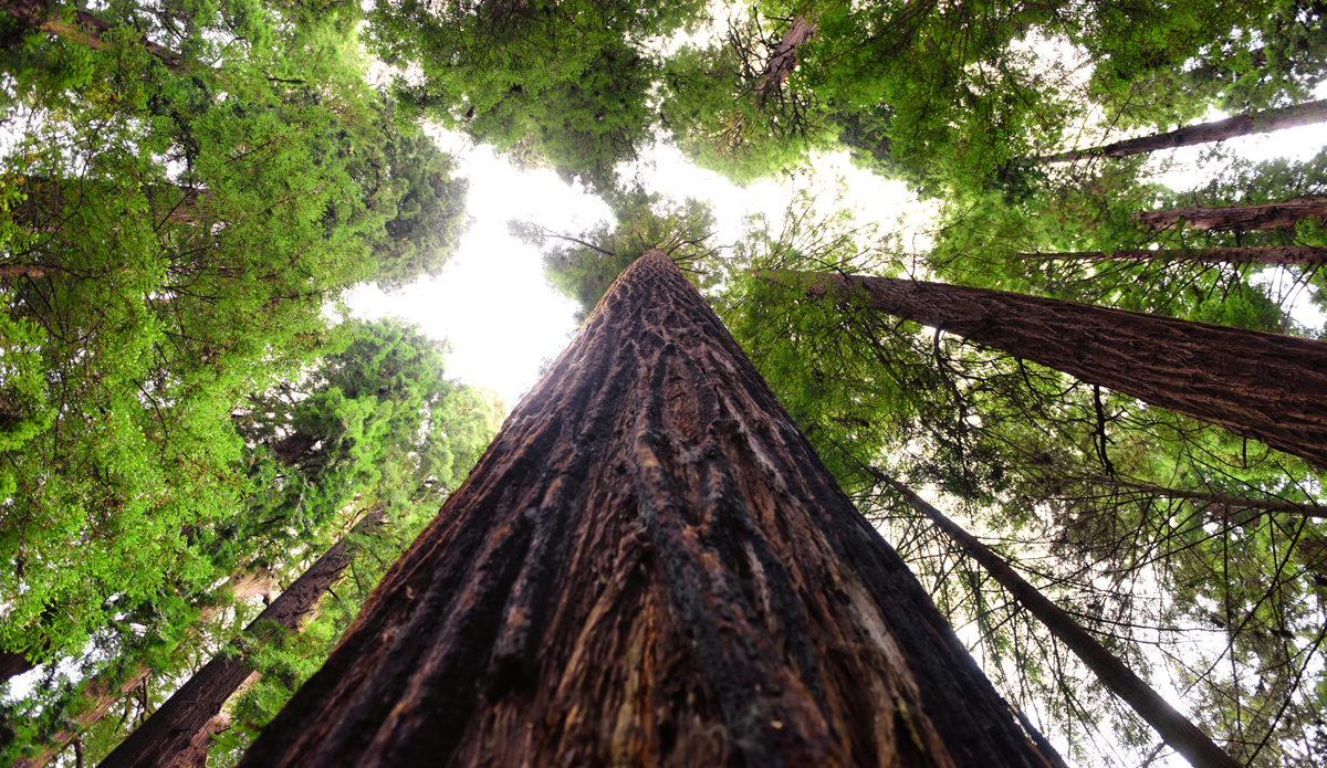 Photo: <a href=\"https://www.redbull.com/us/en/adventure/stories/1331729256032/chris-sharma-giant-ascent\">Red Bull</a>