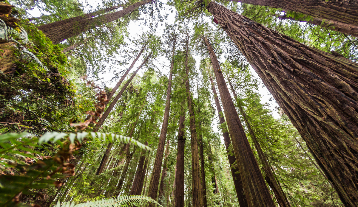 Photo: <a href=\"https://www.redbull.com/us/en/adventure/stories/1331729256032/chris-sharma-giant-ascent\">Red Bull</a>
