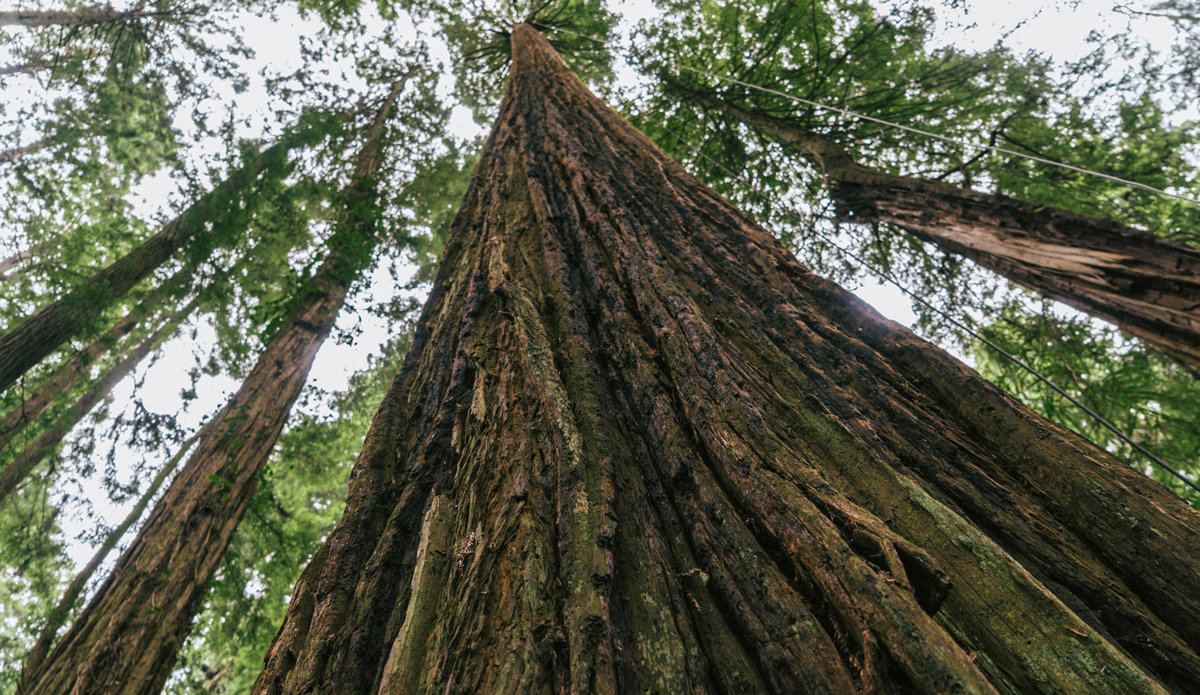 Photo: <a href=\"https://www.redbull.com/us/en/adventure/stories/1331729256032/chris-sharma-giant-ascent\">Red Bull</a>