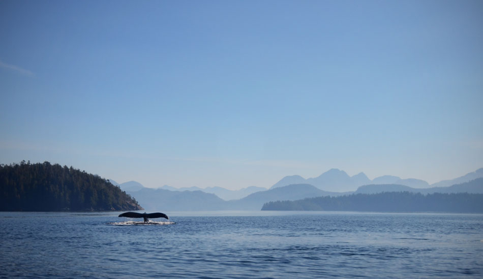 It\'s scenes like this that make this area so amazing. Photo: Ocean Shine