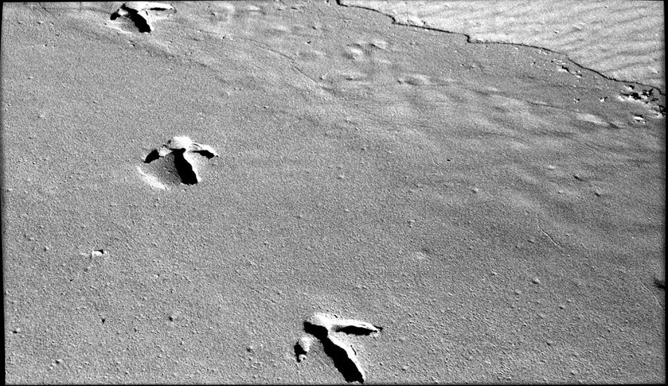 Emu prints on the beach. This is pure wilderness country in West Oz. Photo: <a href=\"https://www.submerge.com.au\" target=_blank>Dean Dampney</a>.