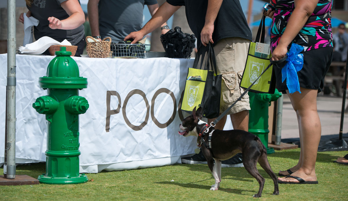 You know what this Boston Terrier is thinking. And it\'s not about treats.