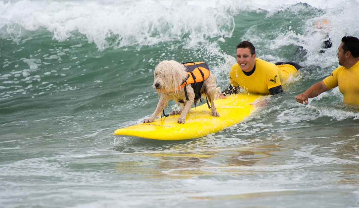 This is Spicoli, only in dog form.