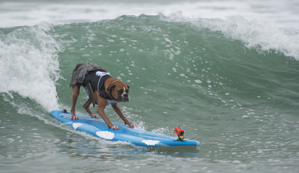 Sometimes the drop can be terrifying. 