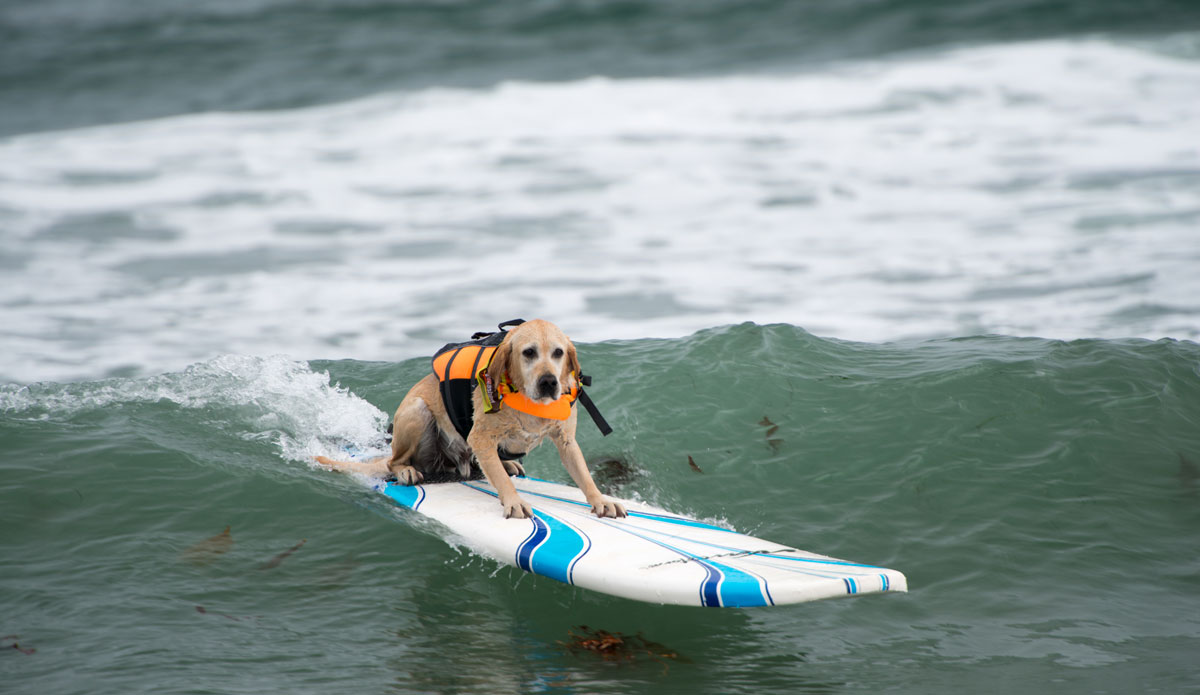 See? You CAN teach old dogs new tricks!