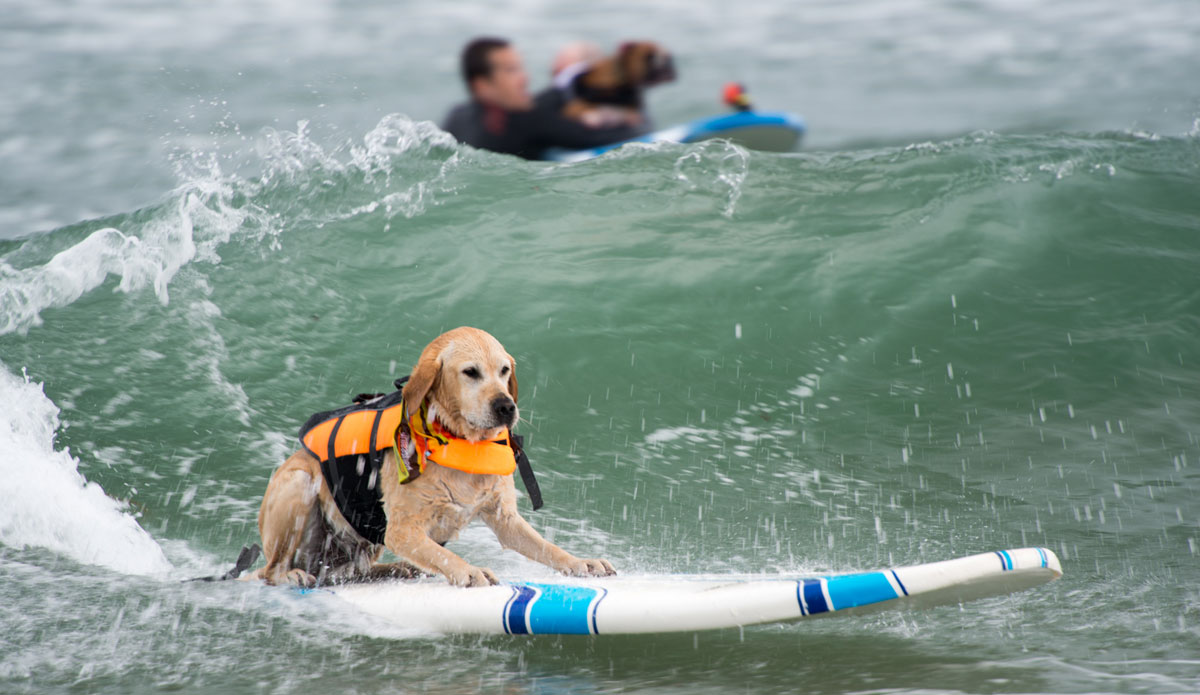 ... and once they learn them, they rip. 