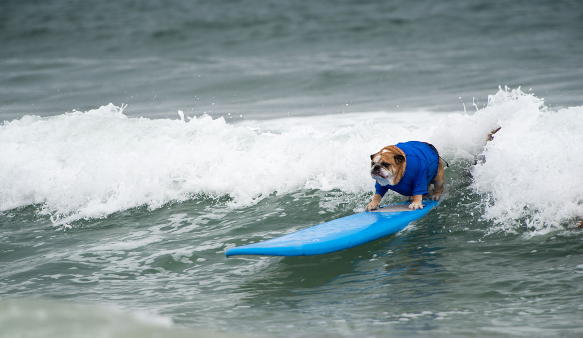 This guy probably is the leader of some kind of surf gang. 