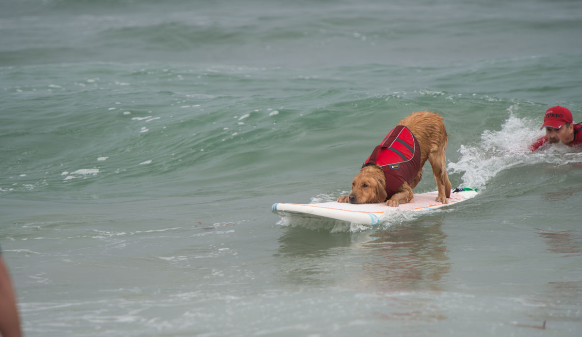 Waiting for the starter\'s gun? Wrong sport, Goldie!