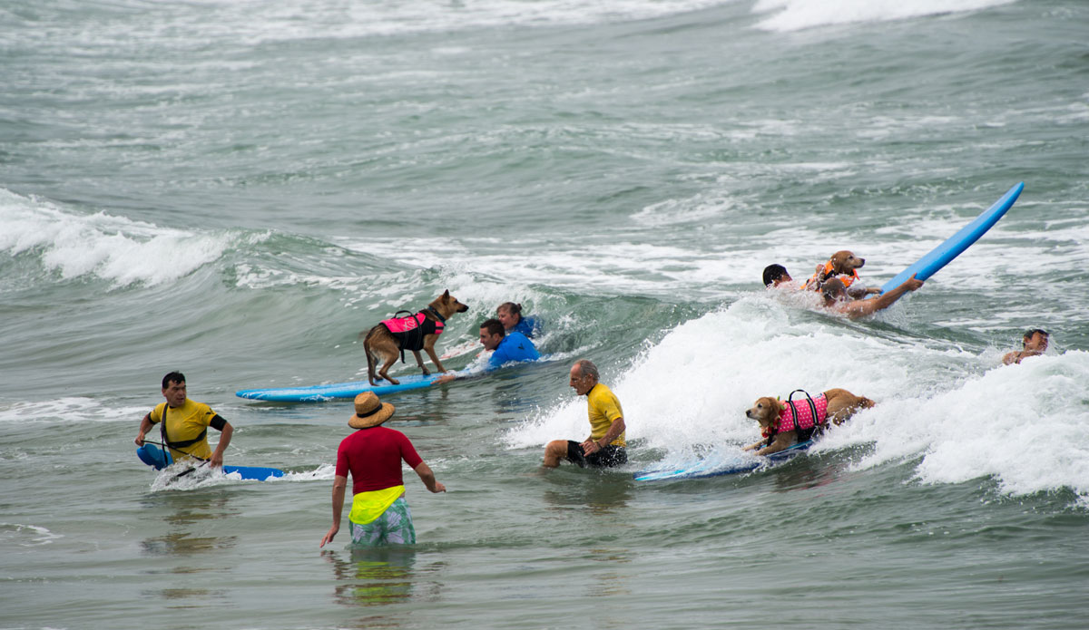 There are no rules in dog surfing. 