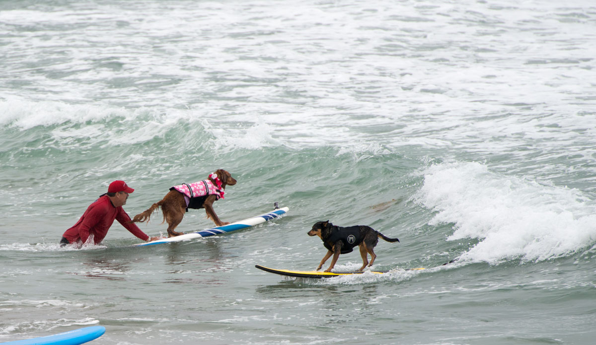 If you look closely, he\'s only on two legs. That is impressive. 