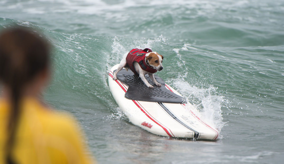 Full deck traction! Who knew Jack Russels were so \'80s?