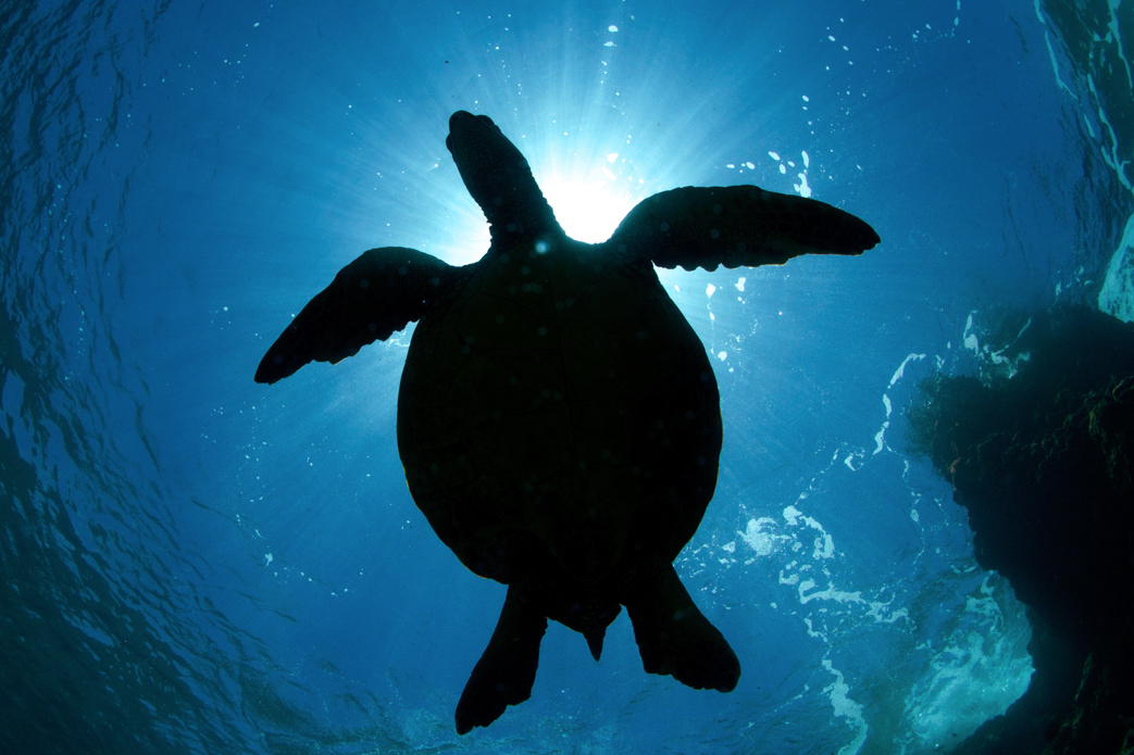 During the summer, the North Shore doesn’t have many waves, so the wildlife is something to photograph. Photo: <a href=\"https://www.shigephoto.co/\">Gavin Shige</a>
