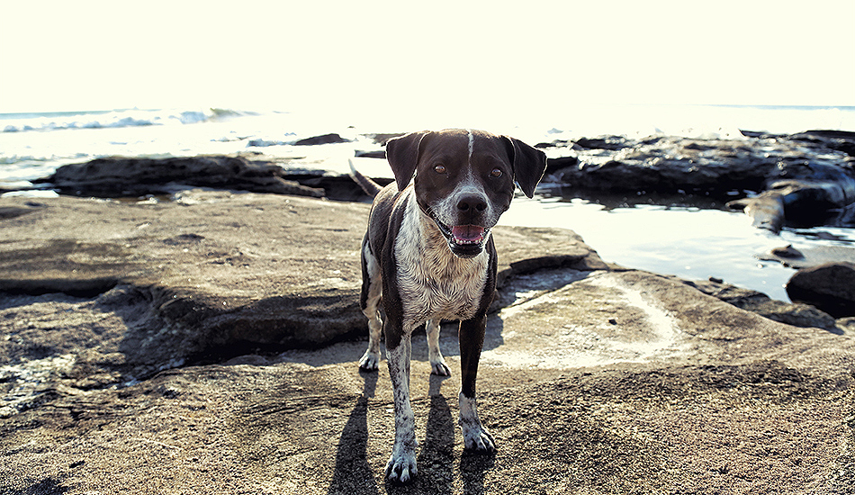 I love the mellow crowds in the region we stayed. Maybe 20 surfers in the whole area, but a whole lot of local dogs clogging the beaches. Photo: Greg Heine