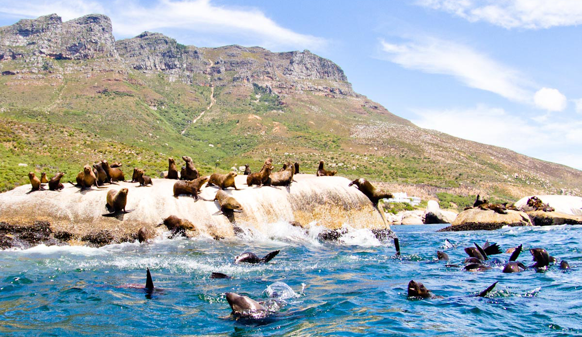 The cape waters are teeming with life as National Geographic will show you. This little island is about 300 meters offshore from the coastal road near Camps Bay. I took out a sea kayak and paddled out to them. At first, the seals were unsure and swam off. But soon enough they returned and swam around me. Photo: <a href=\"https://www.ijtphoto.weebly.com/\">Ian Thurtell</a>