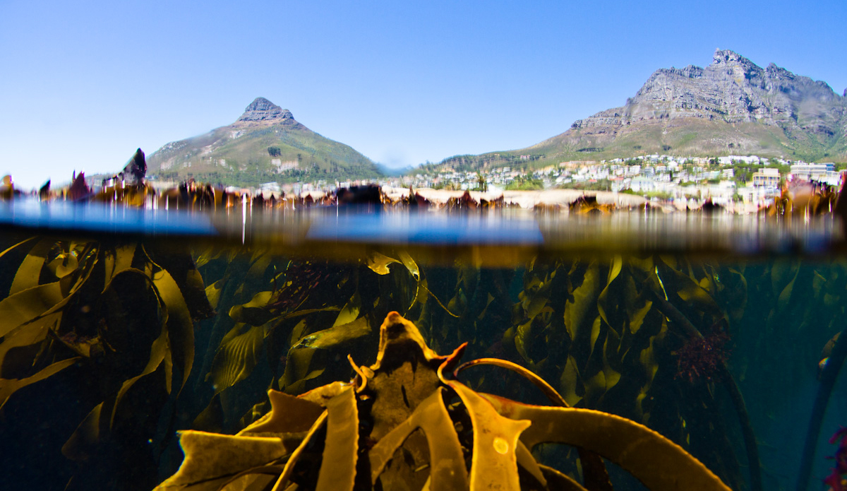 Another thing that Cape Town surfers know all about is the thick kelp that is attached to all our reef breaks. Often a hindrance from above with its hard thick heads, the view is majestic from below. Photo: <a href=\"https://www.ijtphoto.weebly.com/\">Ian Thurtell</a>