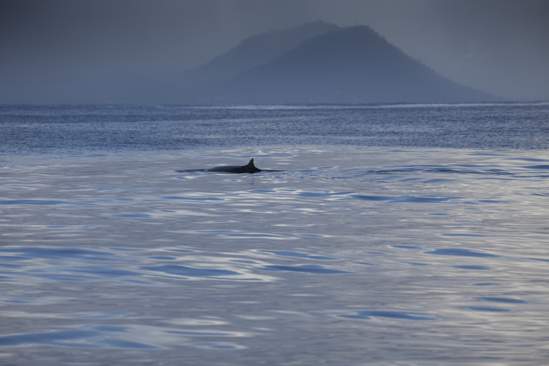 Barely escaping Apia Harbor just before a torrential rainstorm, we begin the hunt for giant trevally. These whales offer a friendly welcome as we cruise past.
