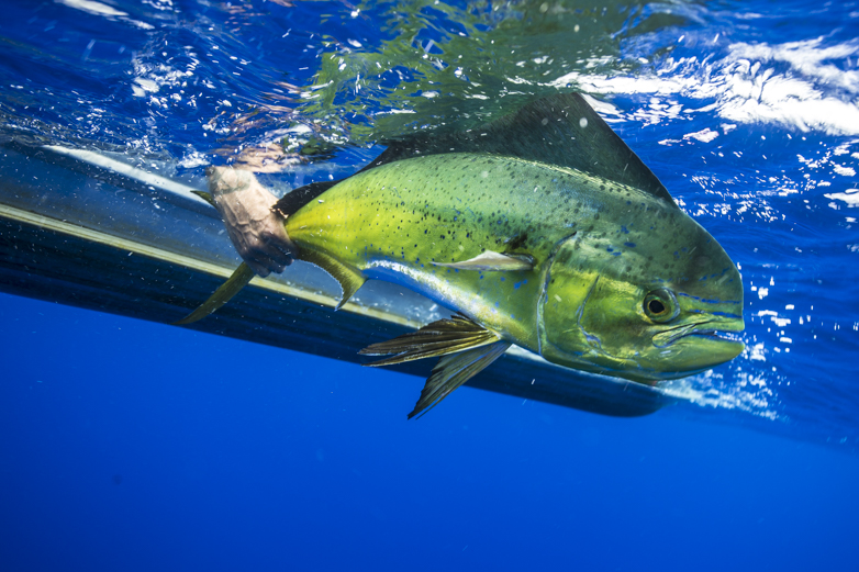 Swells above, fish below. Several colorful mahi-mahi come to play while we dodge thunderstorms in the channel between Upolu and Savai’i, the two islands that comprise the country of Samoa.