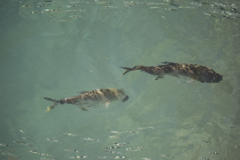 Mean-mugging their way through the shallows, these GTs, a glorious gamefish, refuse everything Jonathan threw at them, once again proving they’re on their own program.

