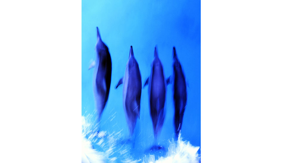 DOLPHIN FREEDOM - GREAT BARRIER REEF. Another absolute favorite and another happy accident. Shooting a pod of dolphins over the bow of a boat and I left the shutter on slow, which I thought was a mistake until I got the film back and this piece of magic was there. Photo: <a href=\"https://www.bluespherephotography.com\">Shelli Bankier</a>