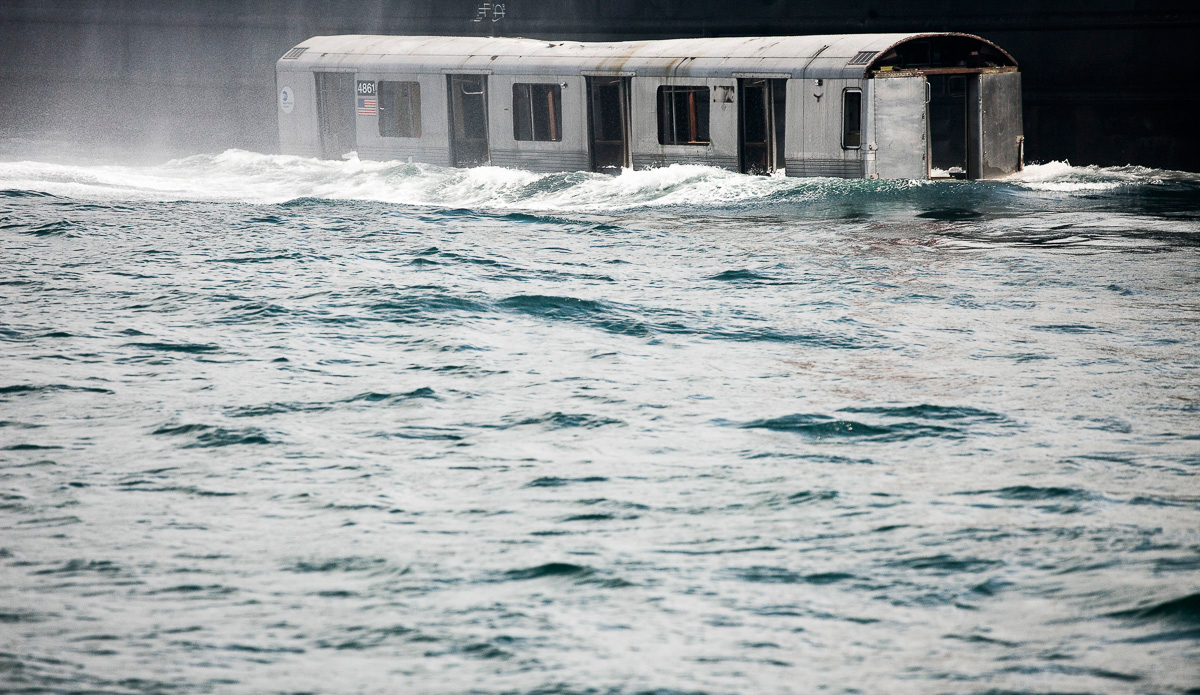 Settling. Photo: <a href=\"https://www.stephenmallon.com/\">Stephen Mallon</a>