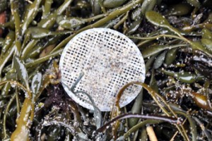 Sewage Pollution Discs New Hampshire