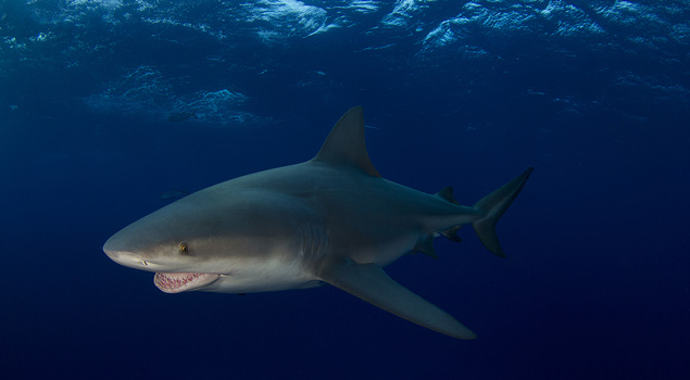bull shark profile
