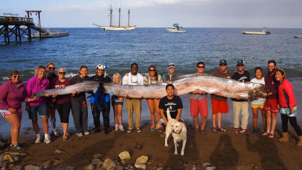 The 18-foot oarfish in all its shimmering rarity. Photo: AP // Catalina Island Marine Institute