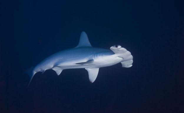 The new species of hammerhead, the Carolina hammerhead, looks virtually identical to the Scalloped hammerhead, shown here. Photo: Shutterstock