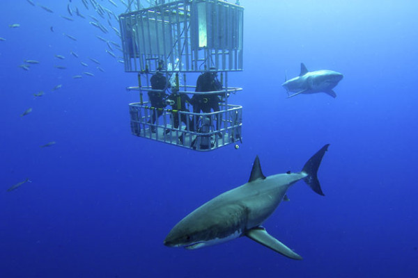 These are the most dangerous animals in the world. They kill millions each year. And outside the cage, sharks swim peacefully. Photo: Shutterstock