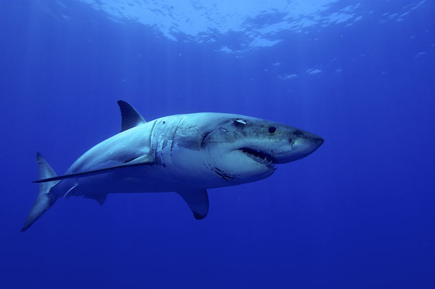 Are the delays just delays, or will they bring a change to Australia's shark cull? Photo: Shutterstock