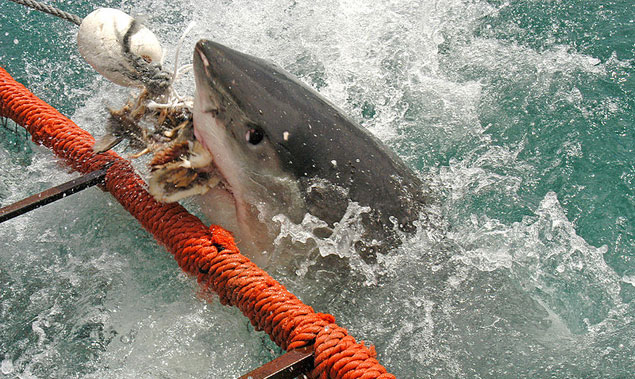 A White Shark biting fish heads used to draw the shark in. Photo: Wikimedia Commons