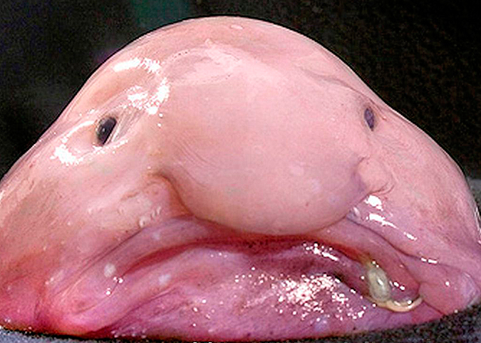 Blob Fish, Human face fish