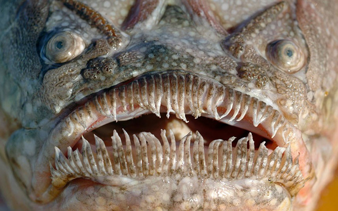 This stargazer is ready for its closeup. Photo: ALAMY