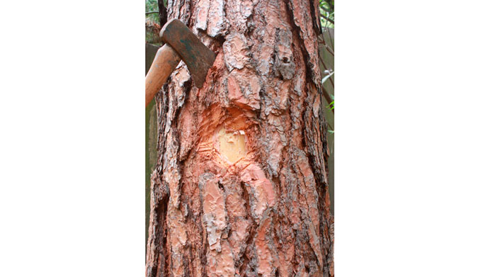 Step 1. Peel back the bark on a pine tree. 