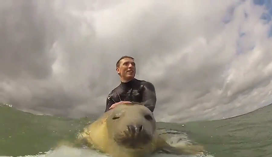 This is Surfing's Cutest Seal of Approval The Inertia