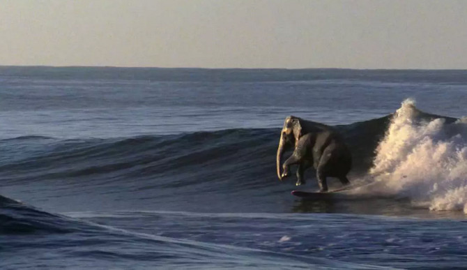 surfing-elephant