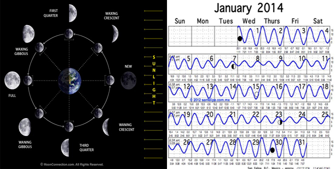 Left: Lunar phases. Right: Notice the strong spring tides near Full and New Moon (R).