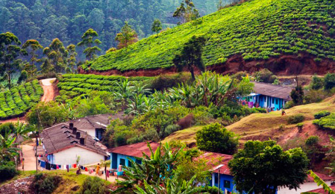 Indian tea plantation in Kerala: one of the many places you can volunteer. Photo: Travelandescape.ca  