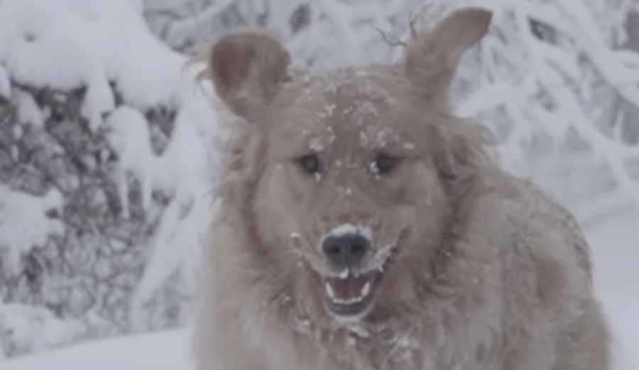 Dog Playing In Snow at 960 FPS to Get You Through the Workweek | The ...