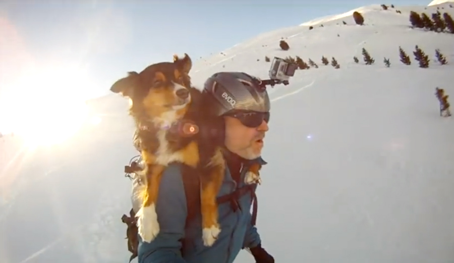 This Ski Dog Is the Most Ambitious Ski Dog of Them All | The Inertia