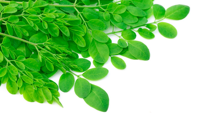 Those are some healthy leaves. Photo: Shutterstock