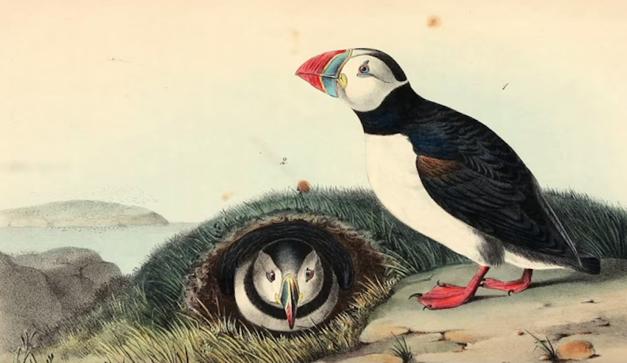 Stupid Sounding Birds of North America The Inertia