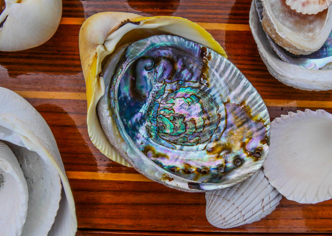 The magically iridescent interior of a red abalone, a species still harvested in Baja. Photo: Courtesy of Jess Reilly