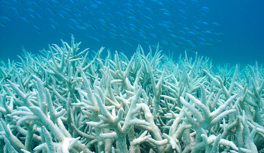 Global Warming is Bleaching Hawaii's Coral Reef The Inertia
