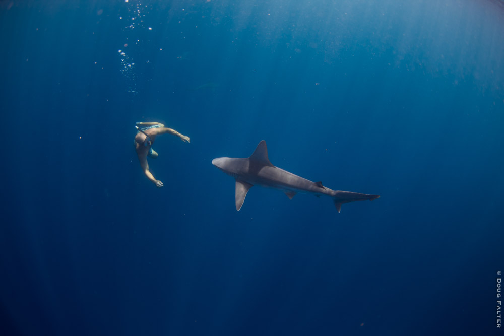 Here's How You Swim With Sharks...WITHOUT a Cage | The Inertia