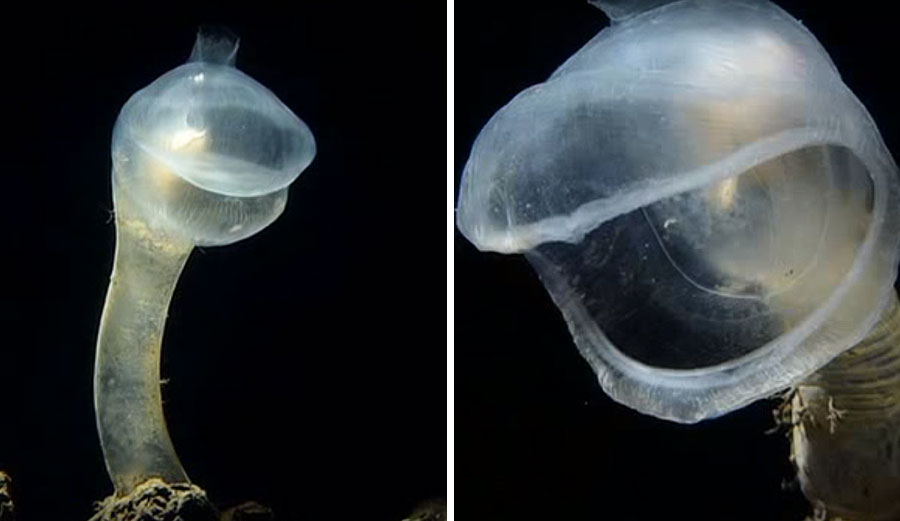 Meet the Venus Fly Trap of the Sea The Inertia