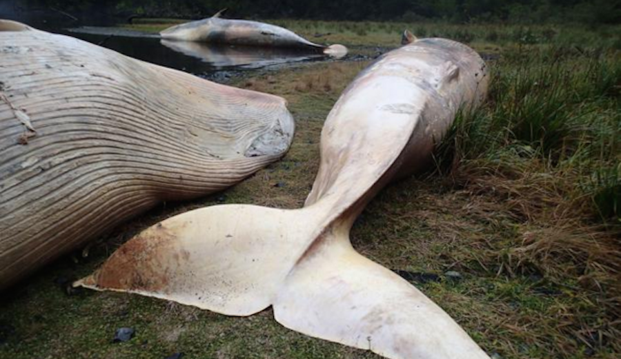 A few Sei whales lie dead after beaching in a remote part of Patagonia. Photo: VRENI HÄUSSERMANN / NatGeo