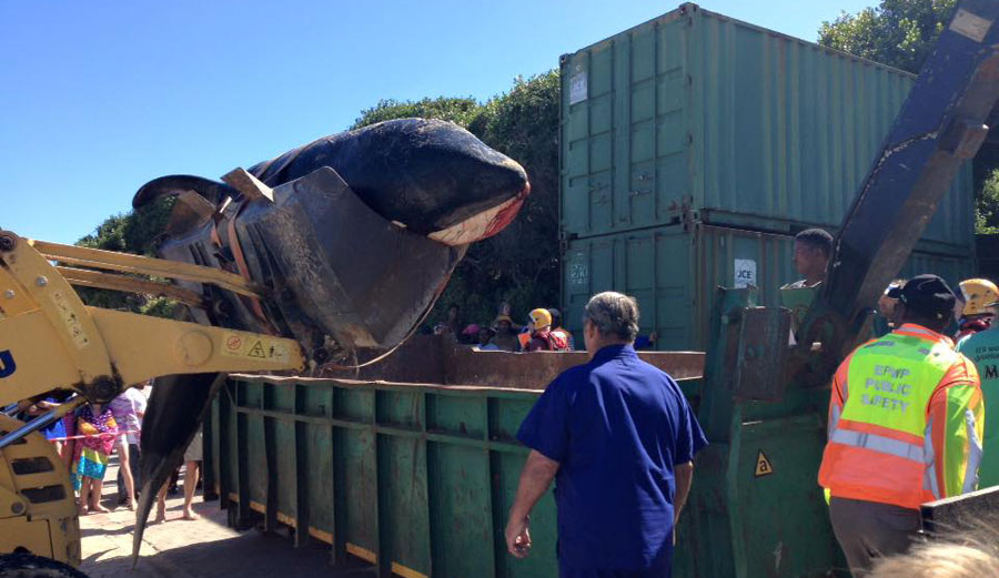 The orca was taken to a dump to be dissected. 