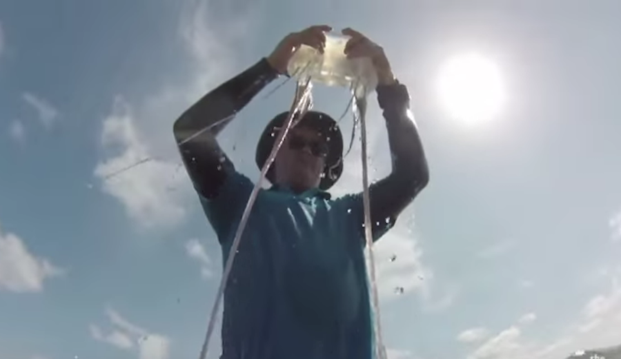 Here's What Happens When You Get Stung By a Box Jellyfish The Inertia